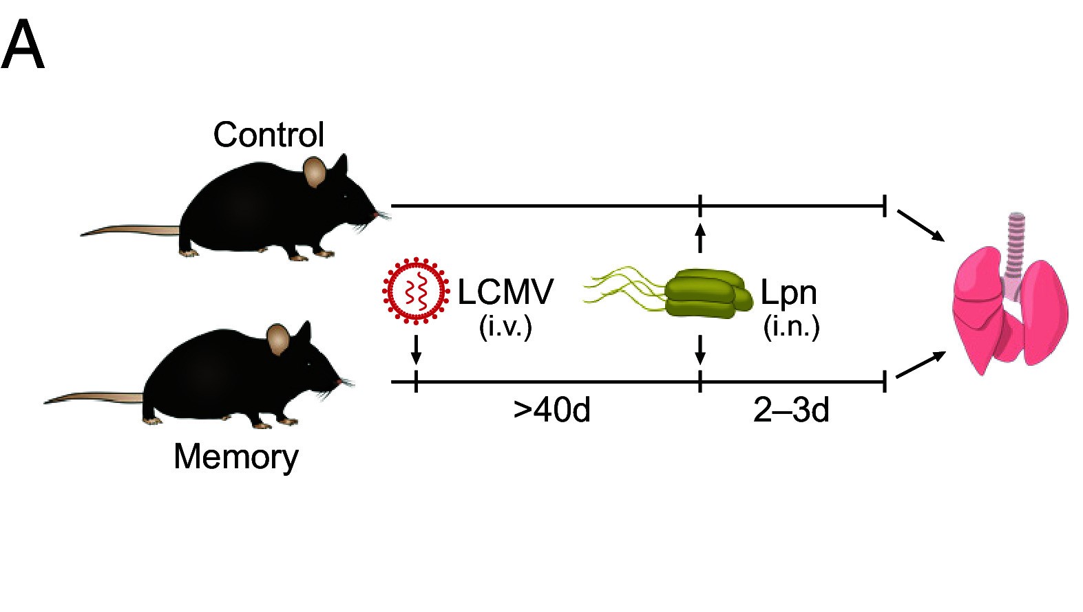 Fig 1 Early IFN-γ production in virus-experienced CD4+ T cells mediates protection against Lpn. Control and LCMV-experienced memory mice were challenged with Lpn. (A) Experimental layout of the heterologous infection model. 