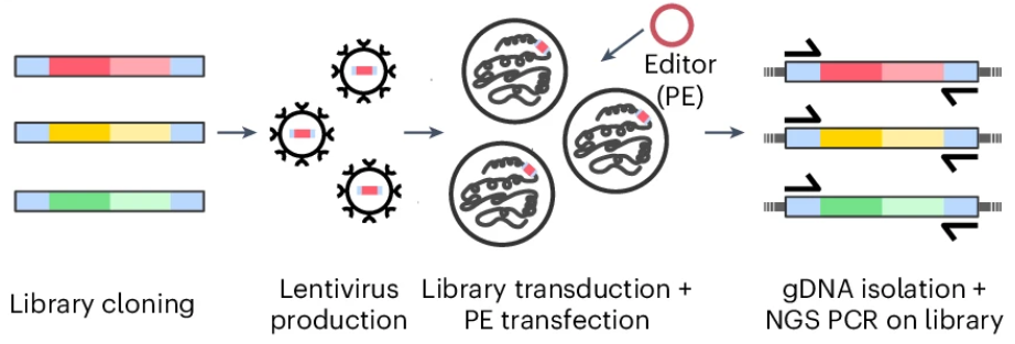 Schematic overview of the screen with the target-matched pegRNA library Library-Diverse.